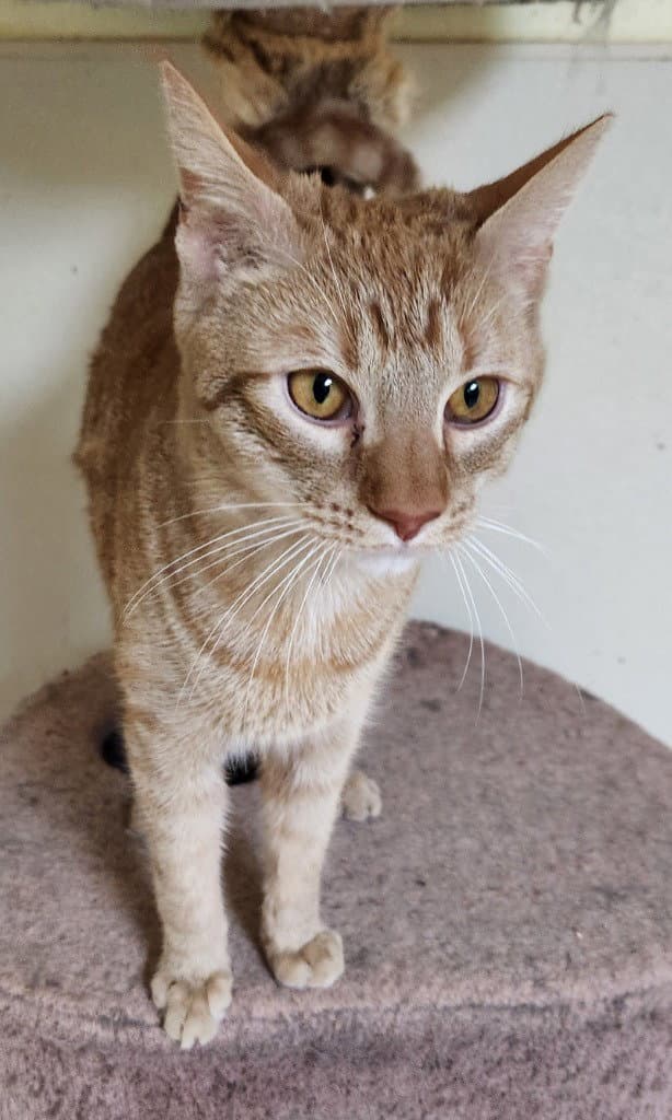 Garfield - Domestic Short Hair