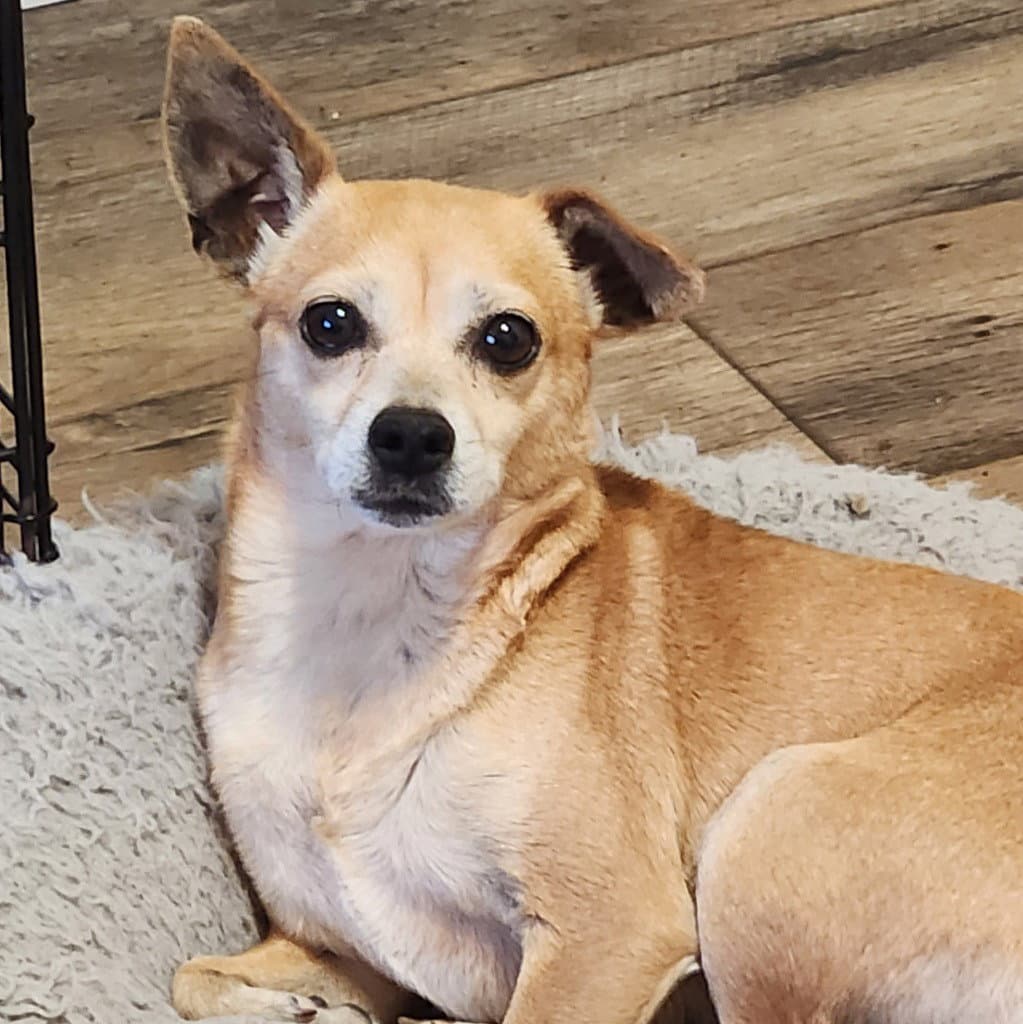 Kiwi - Chihuahua