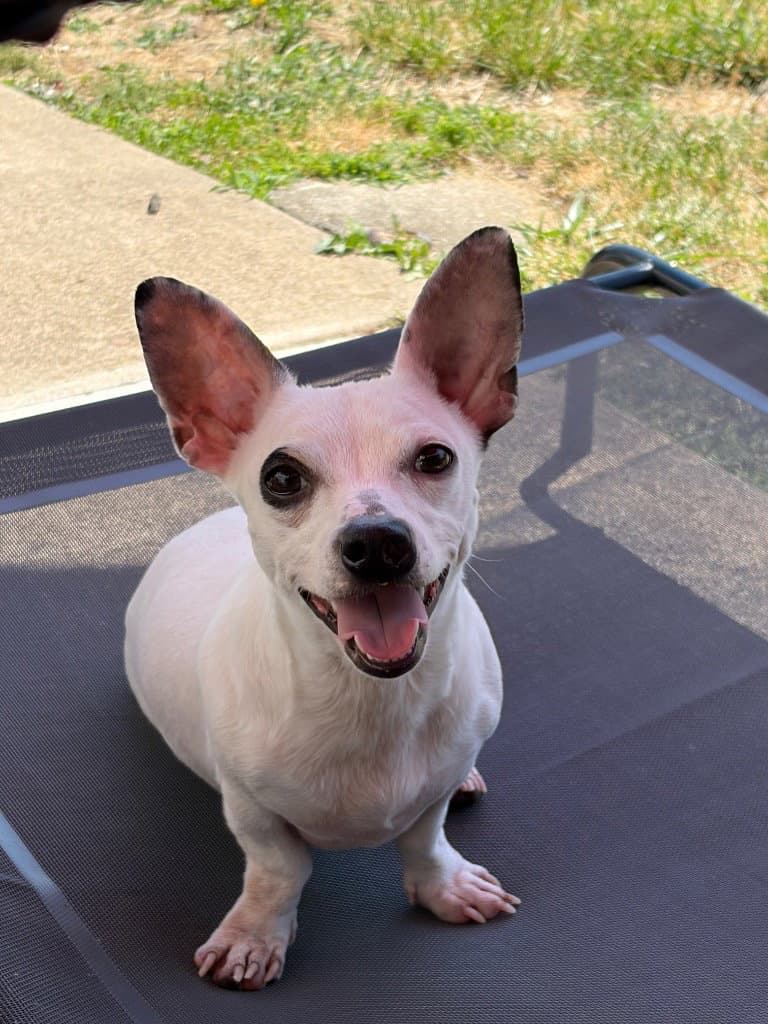 Mona - Chihuahua