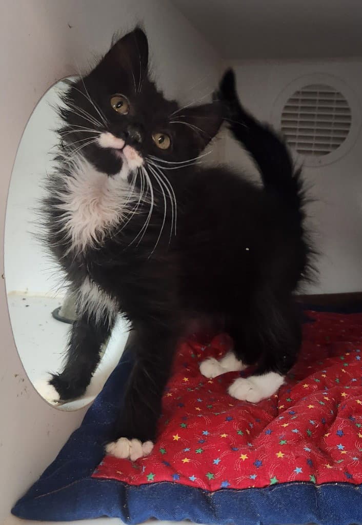 Walter - Domestic Medium Hair