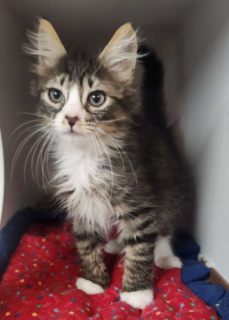 Winston - Maine Coon