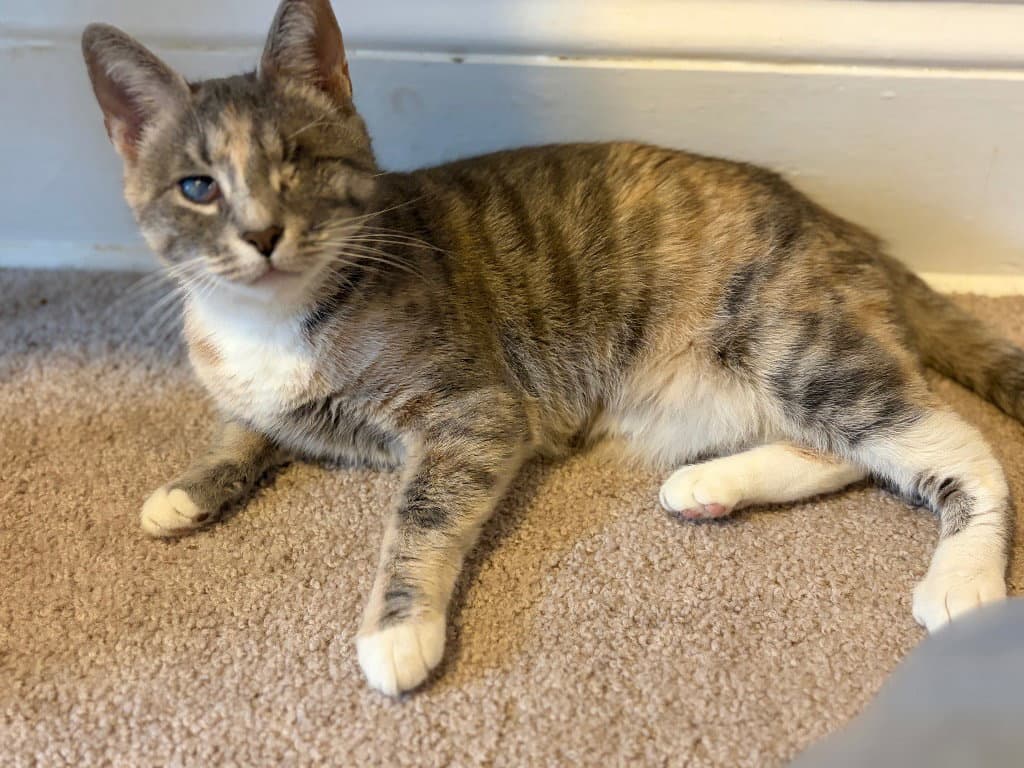 Marble - Domestic Short Hair