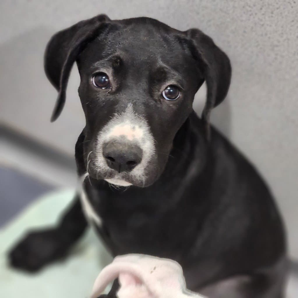 Butter - Pit Bull Terrier