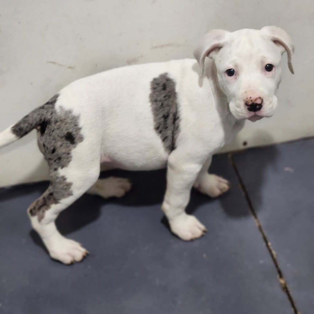 Cloud - Pit Bull Terrier