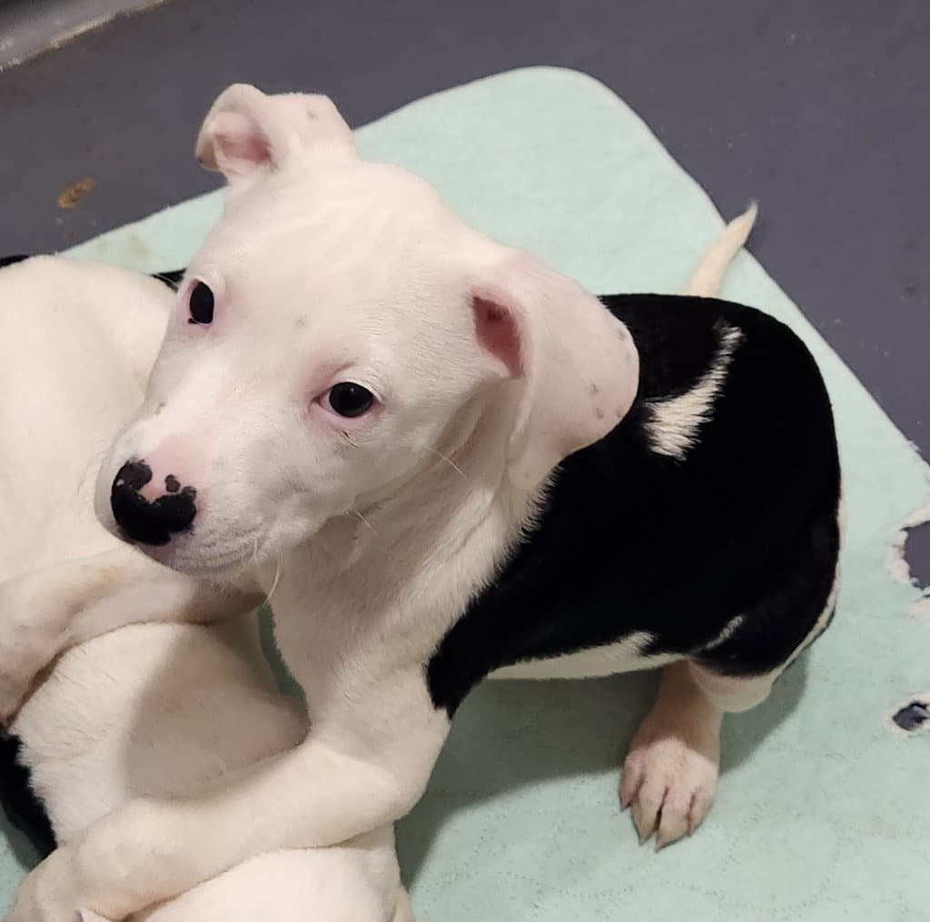 Cow - Pit Bull Terrier