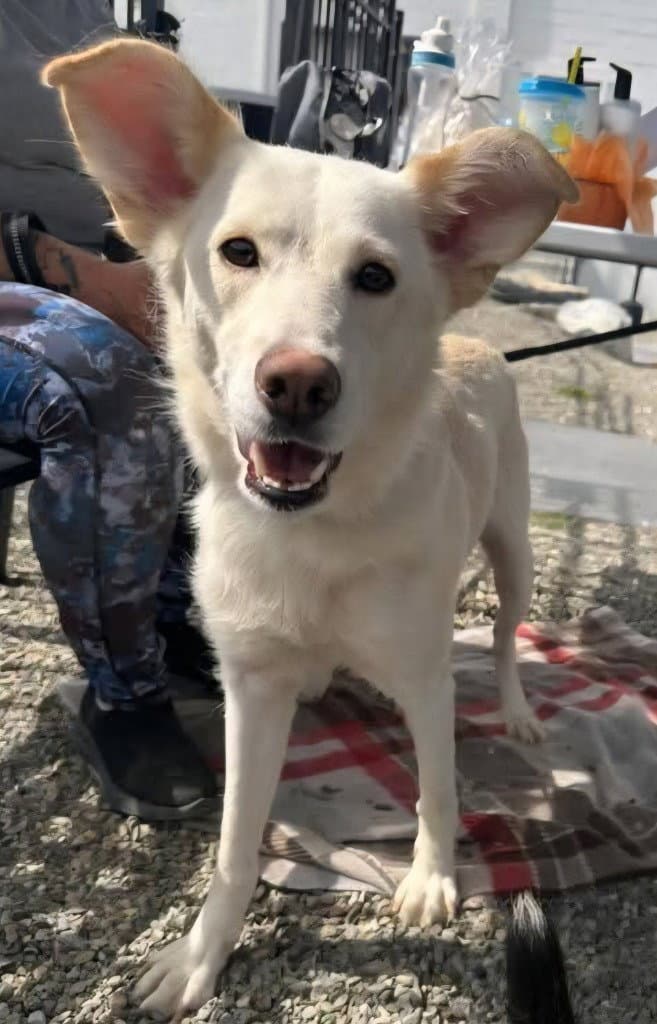 Honey - Labrador Retriever