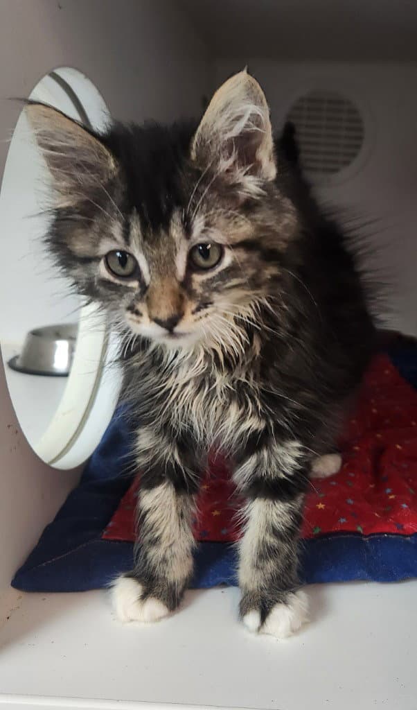 Kayla - Maine Coon
