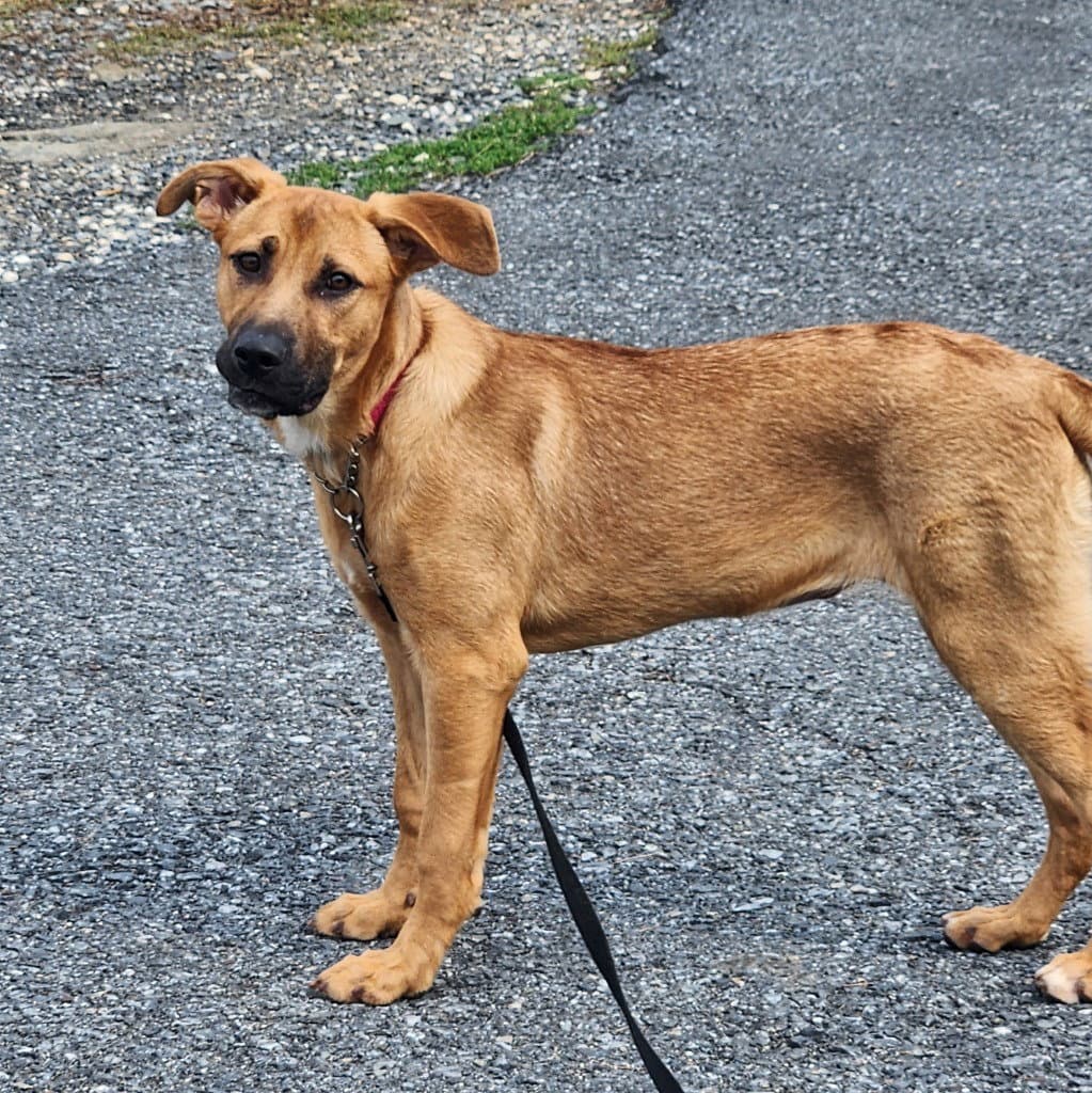 Missy - Shepherd