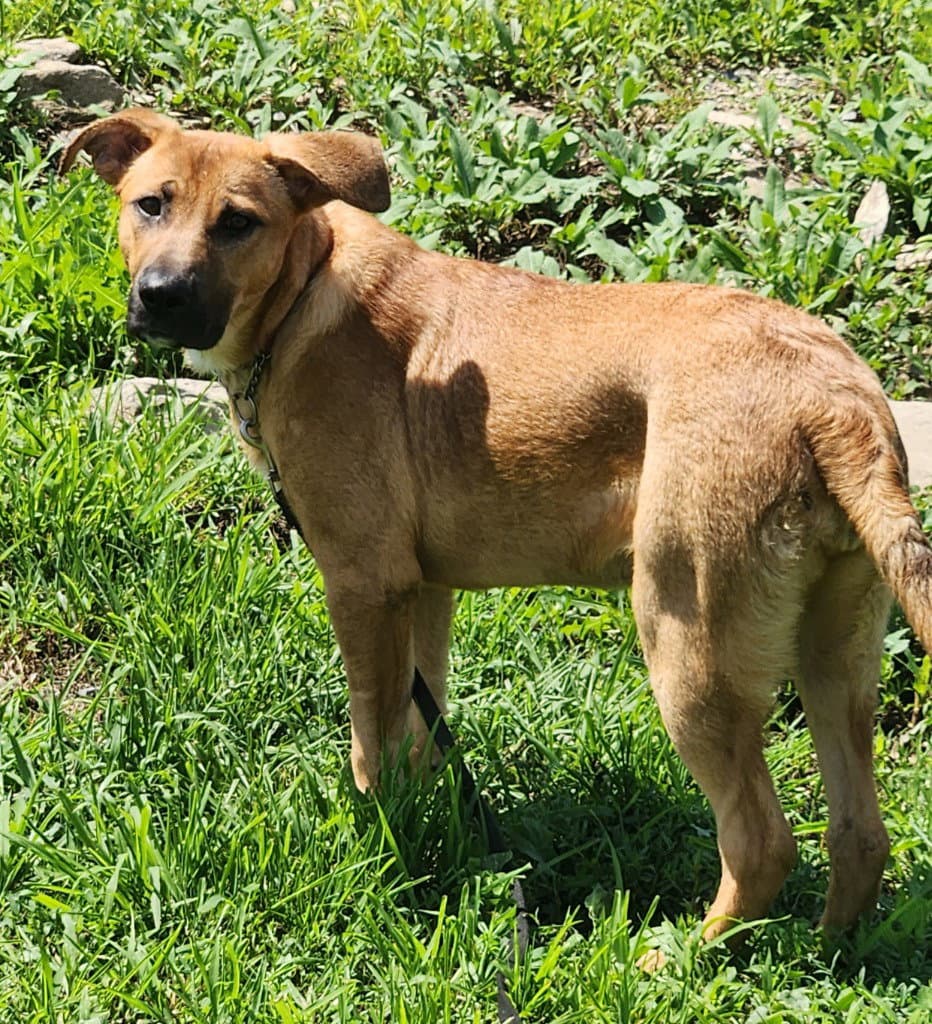 Missy - Shepherd