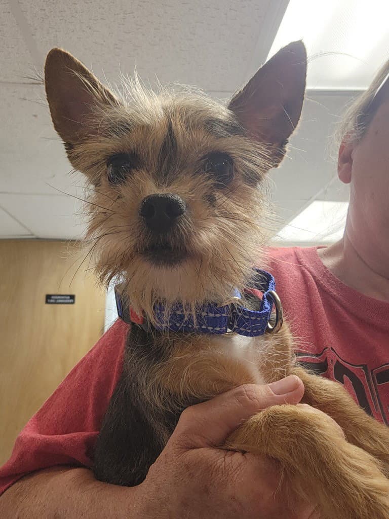 Bean - Yorkshire Terrier Yorkie
