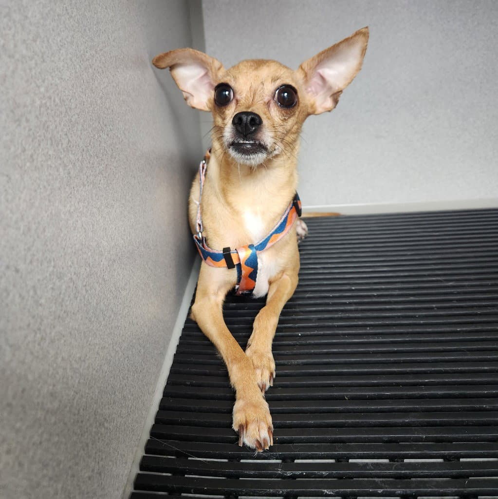 Daisy - Chihuahua