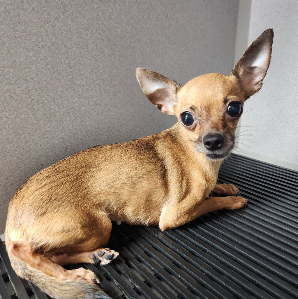 Diamond - Chihuahua