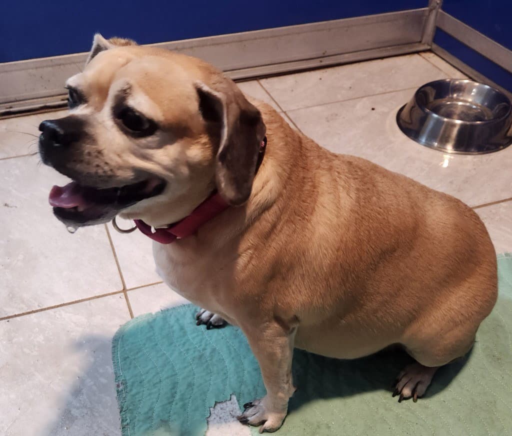 Meatball - Pug