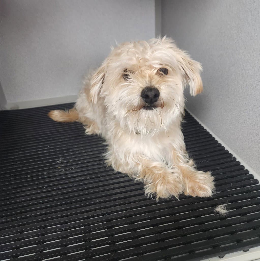 Mochi - Maltese