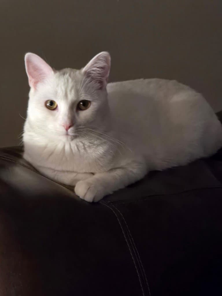 Angel - Domestic Short Hair