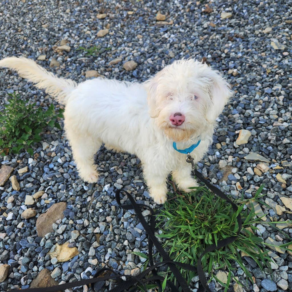 Marshmellow - Australian Shepherd