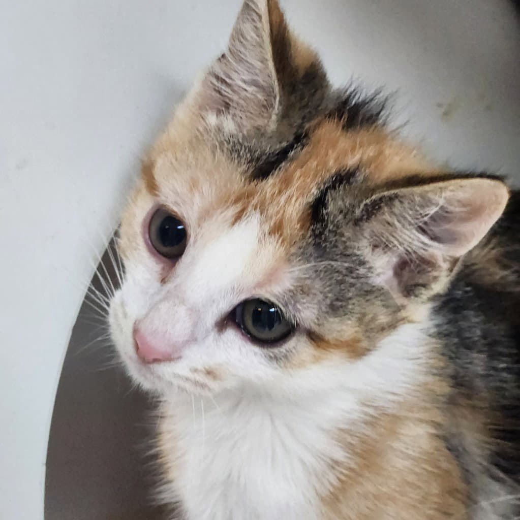 Kayla - Domestic Short Hair