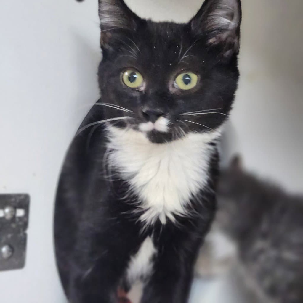 Keith - Domestic Short Hair