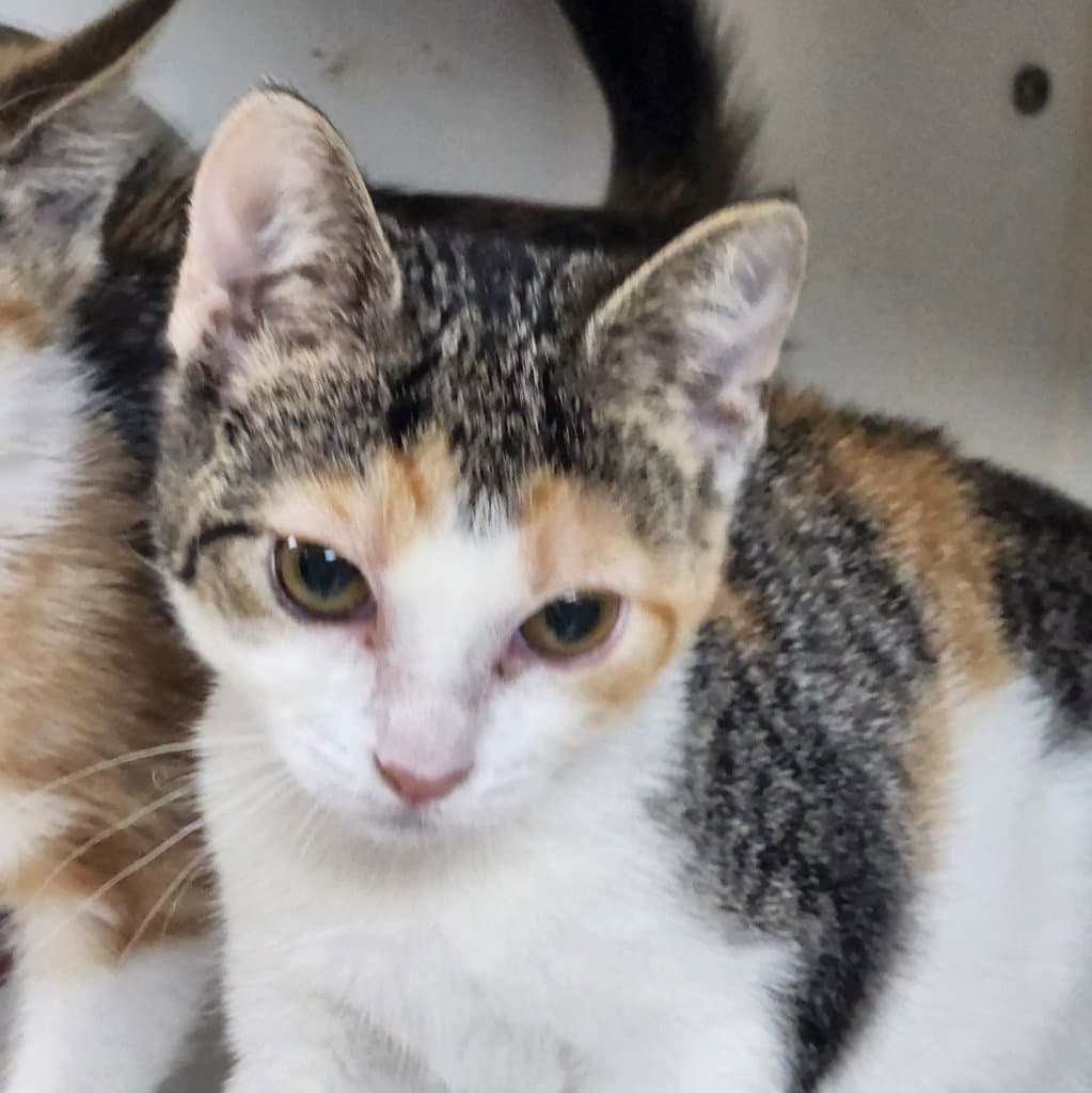Kisses - Domestic Medium Hair