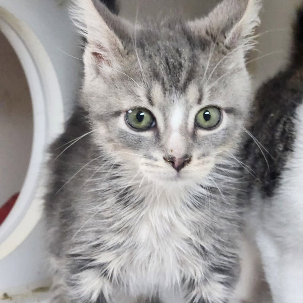 Kyle - Domestic Medium Hair