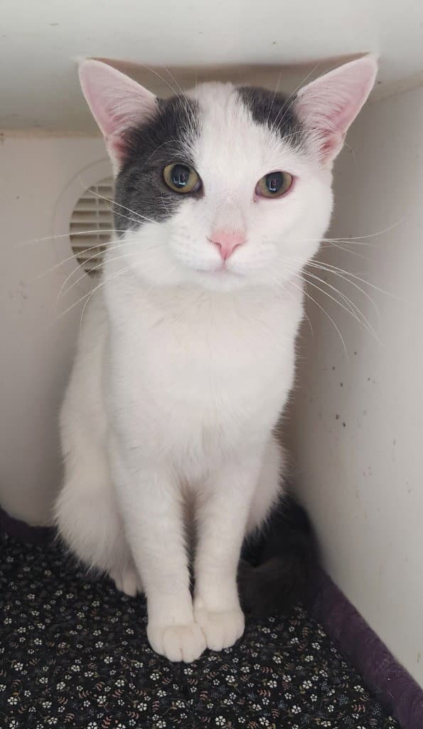 Prince - Turkish Van