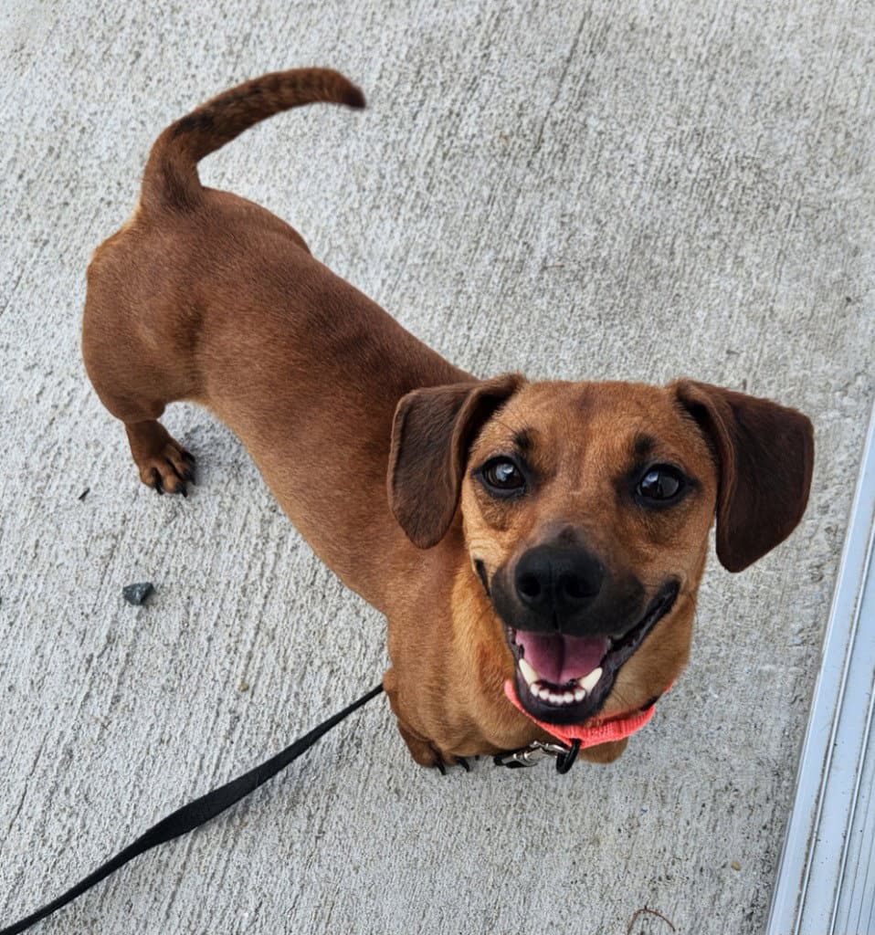 Peggy Sue - Dachshund