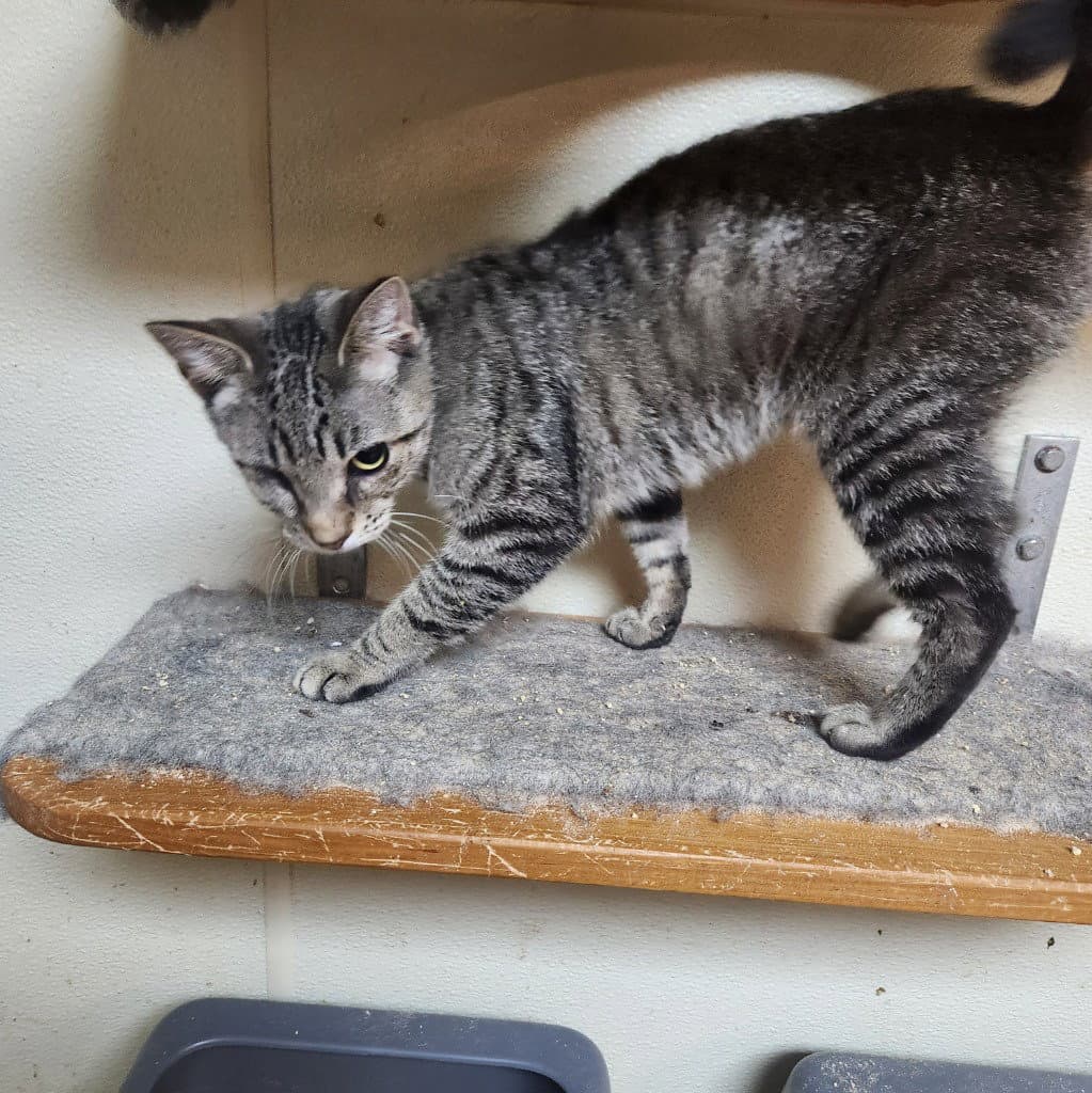 Biscuit - Domestic Short Hair