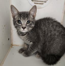 Bandit image 1