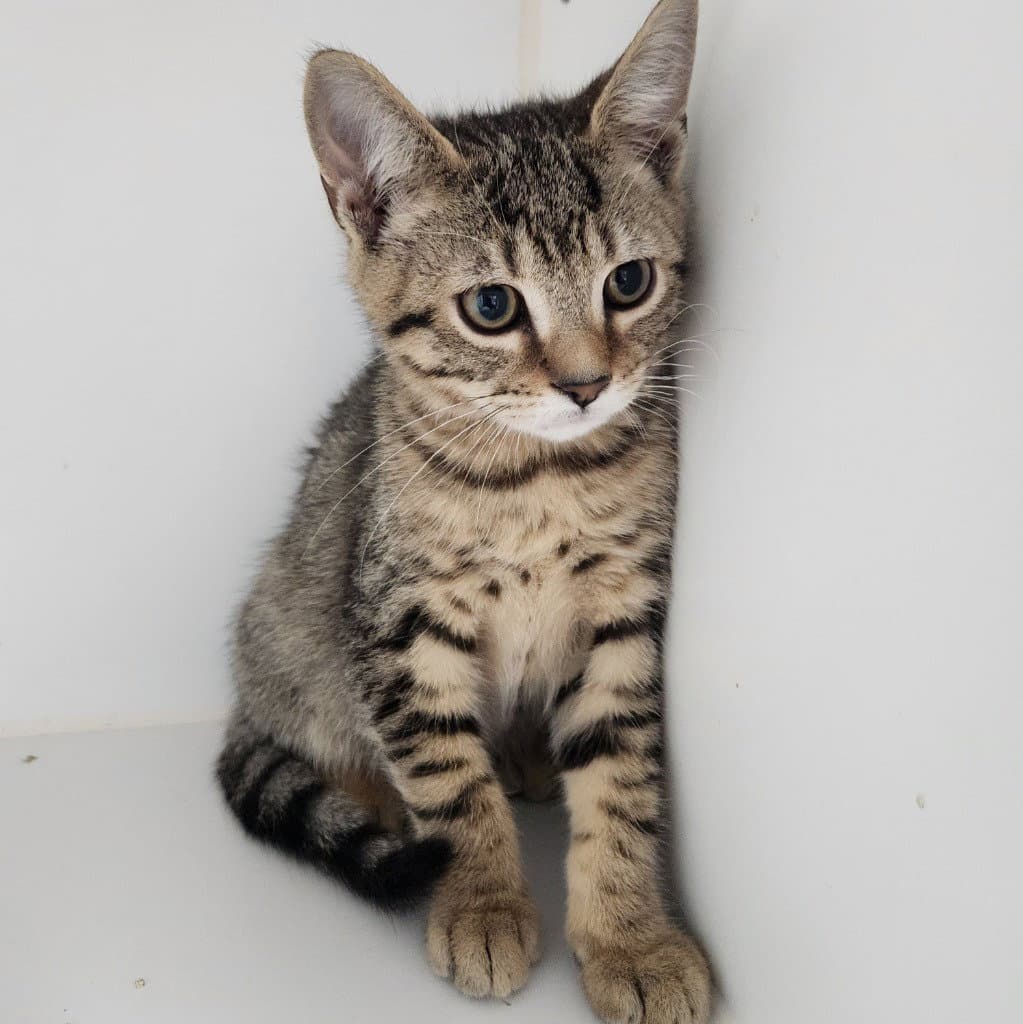Biscuit - Domestic Short Hair