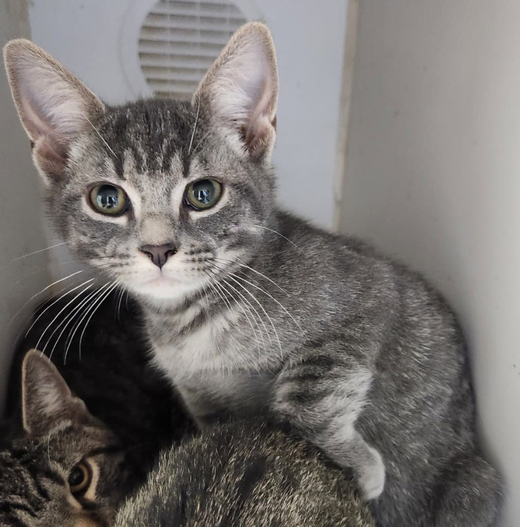 Bonnie - Domestic Short Hair