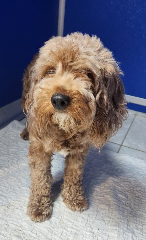 Mabel - Cockapoo