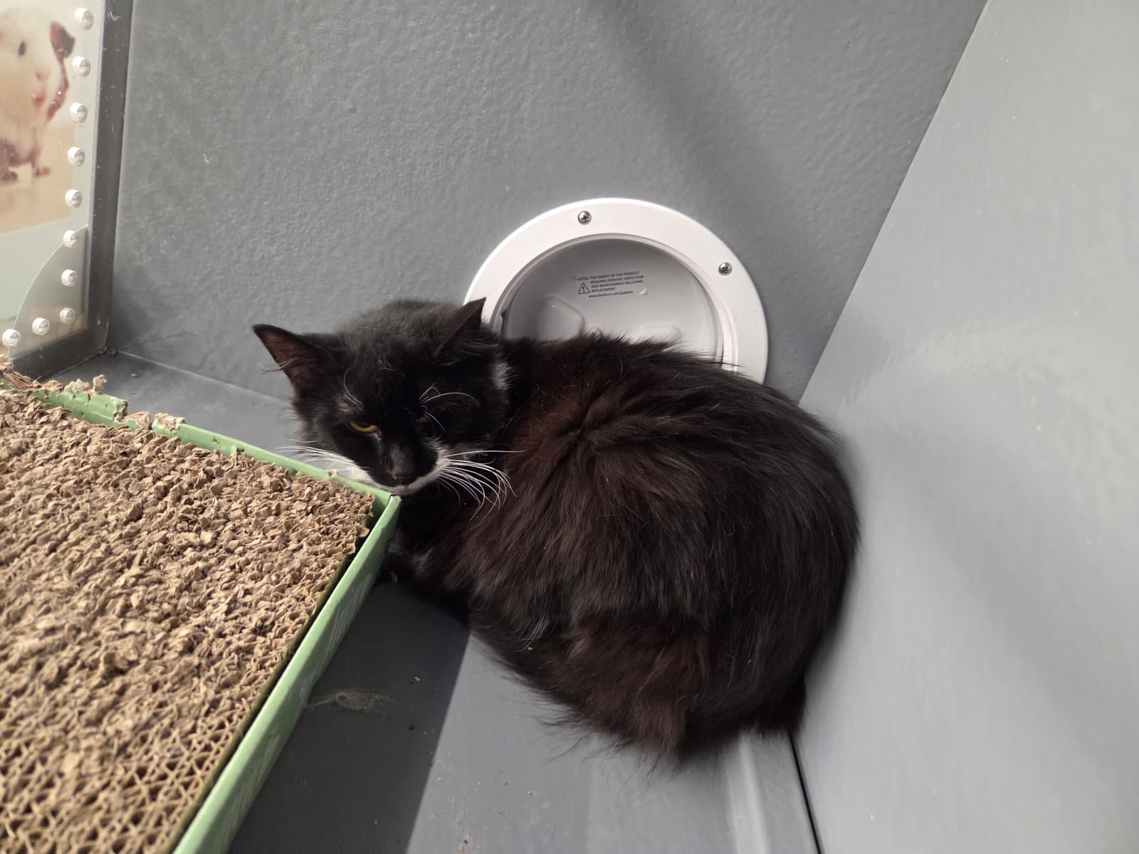 Curby - Domestic Medium Hair