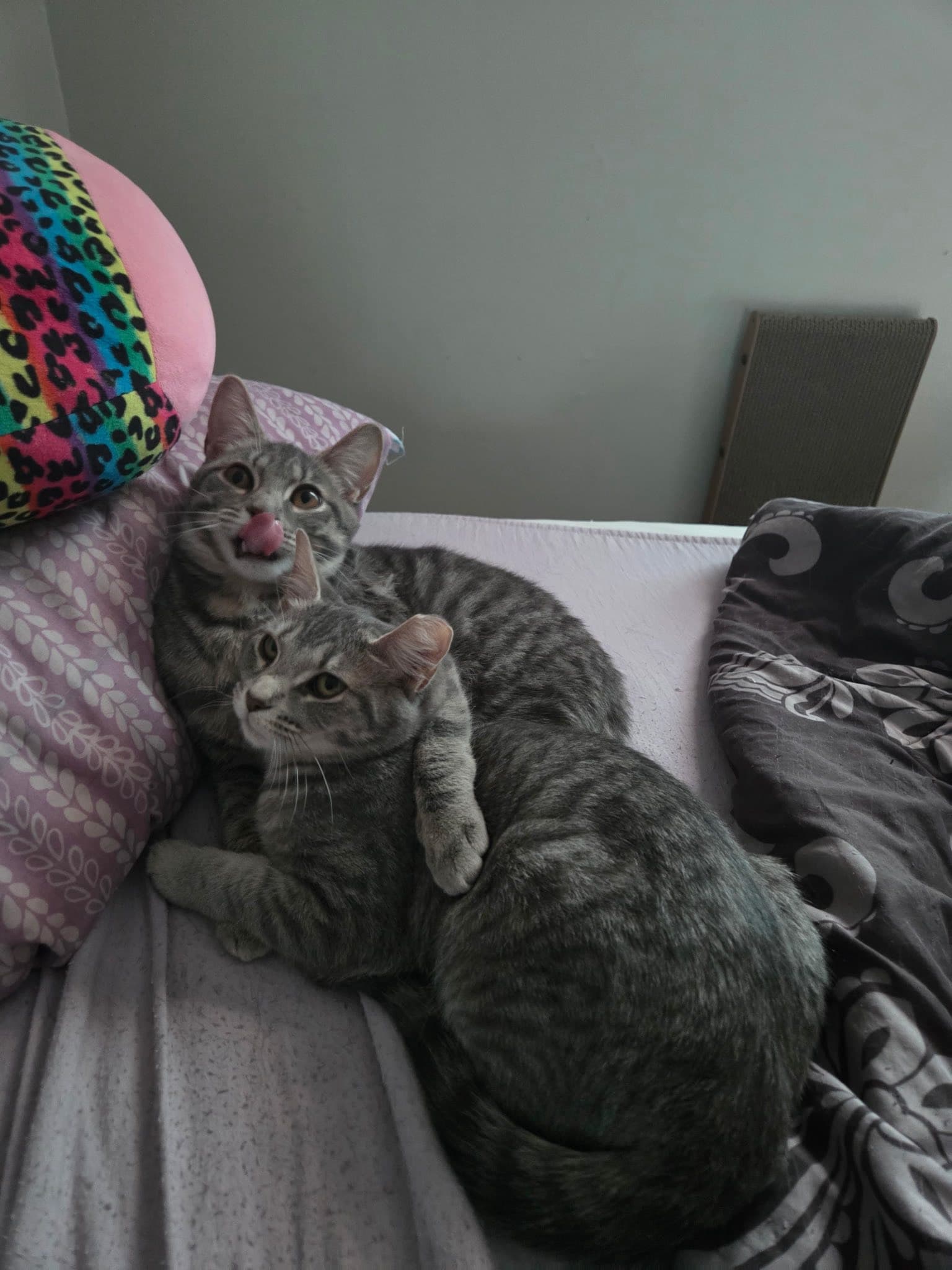 Stockholm  Nova - Domestic Short Hair