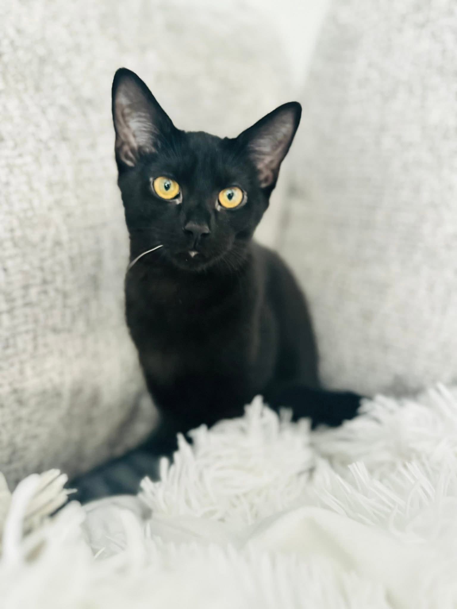 Azalea - Domestic Short Hair
