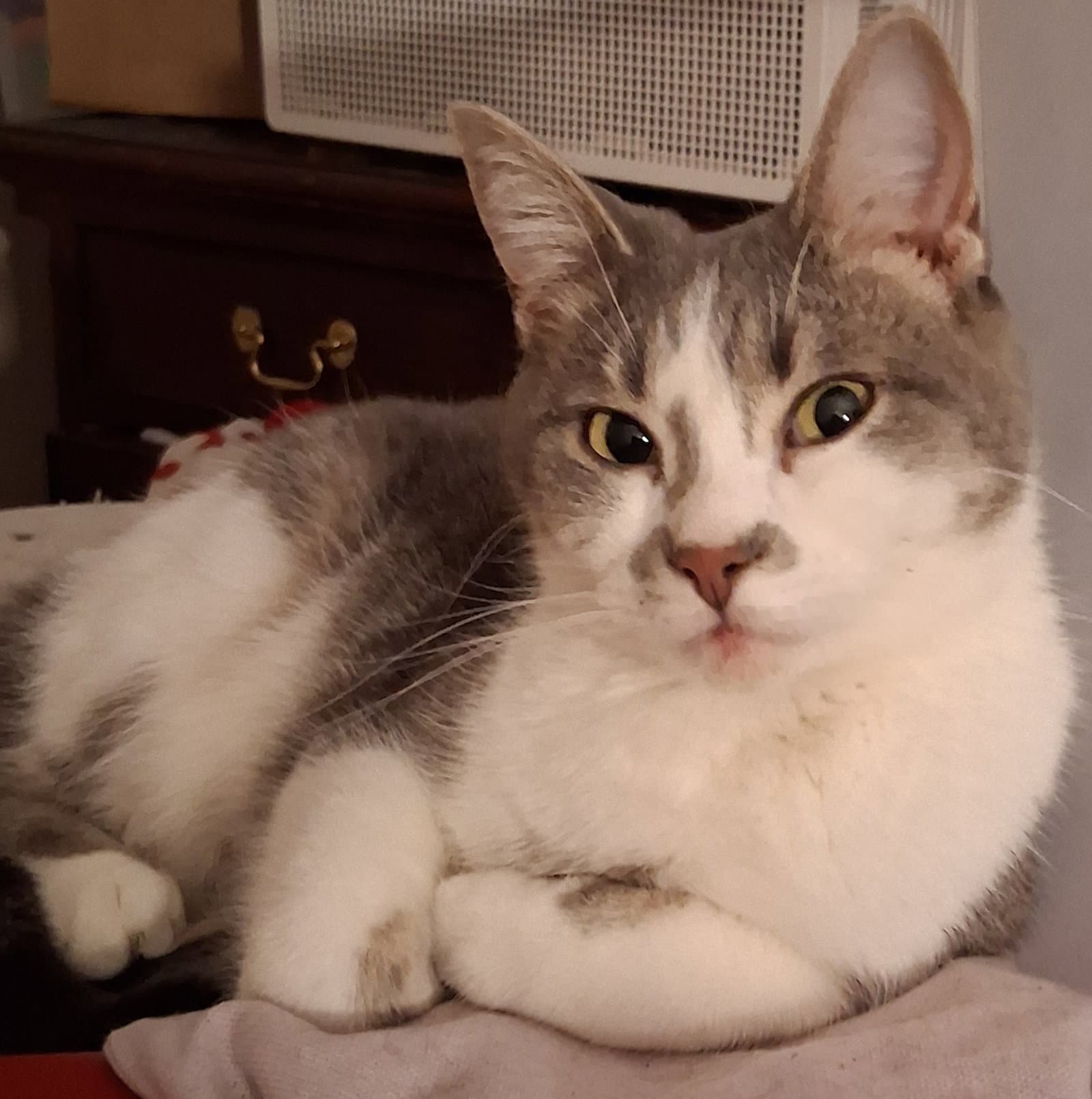 Switch - Domestic Short Hair