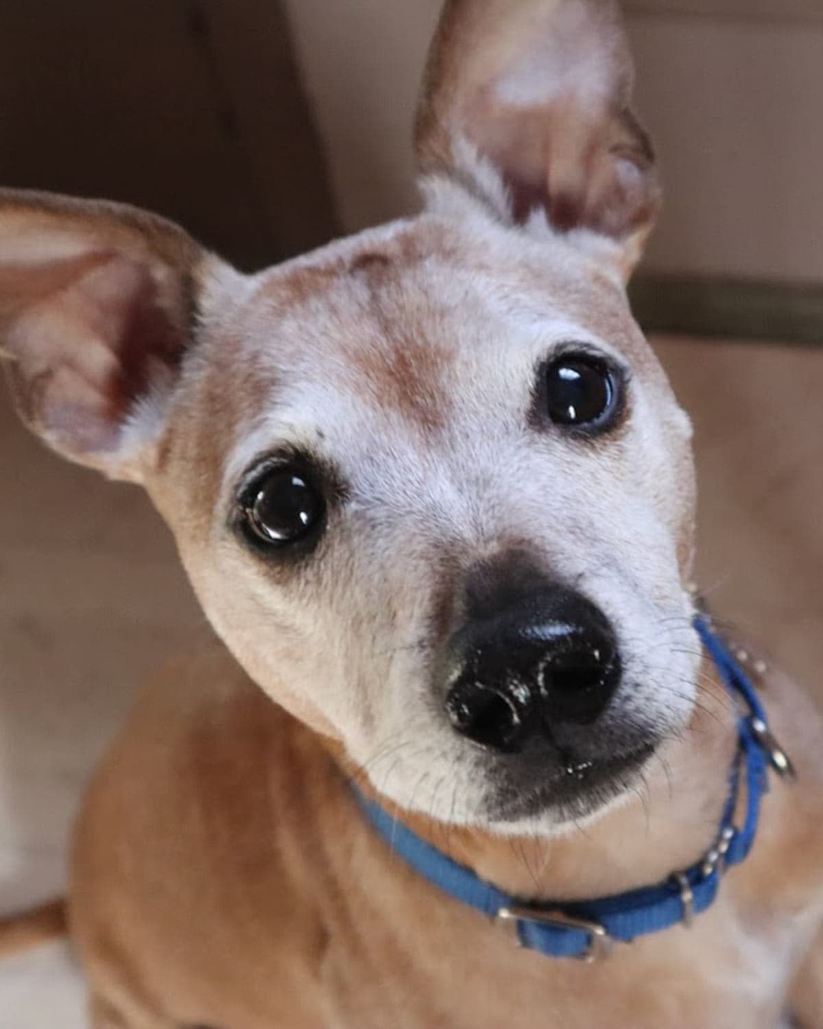 Meeko - Jack Russell Terrier