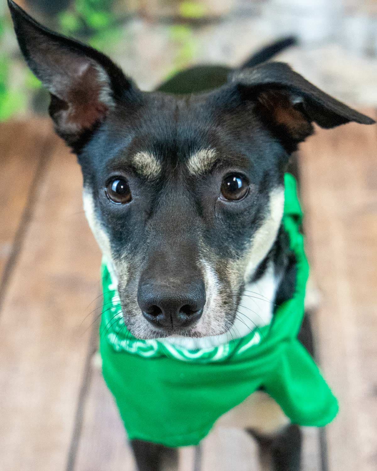 Lexington - Jack Russell Terrier