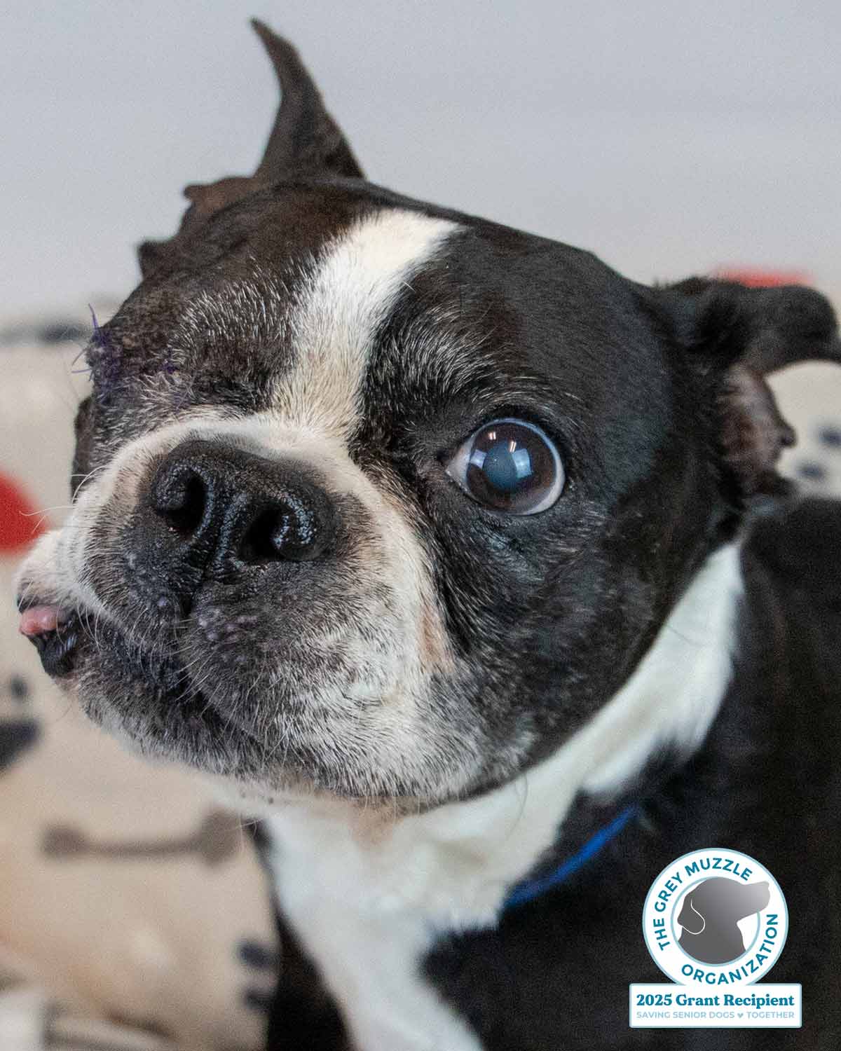 Tony - Boston Terrier