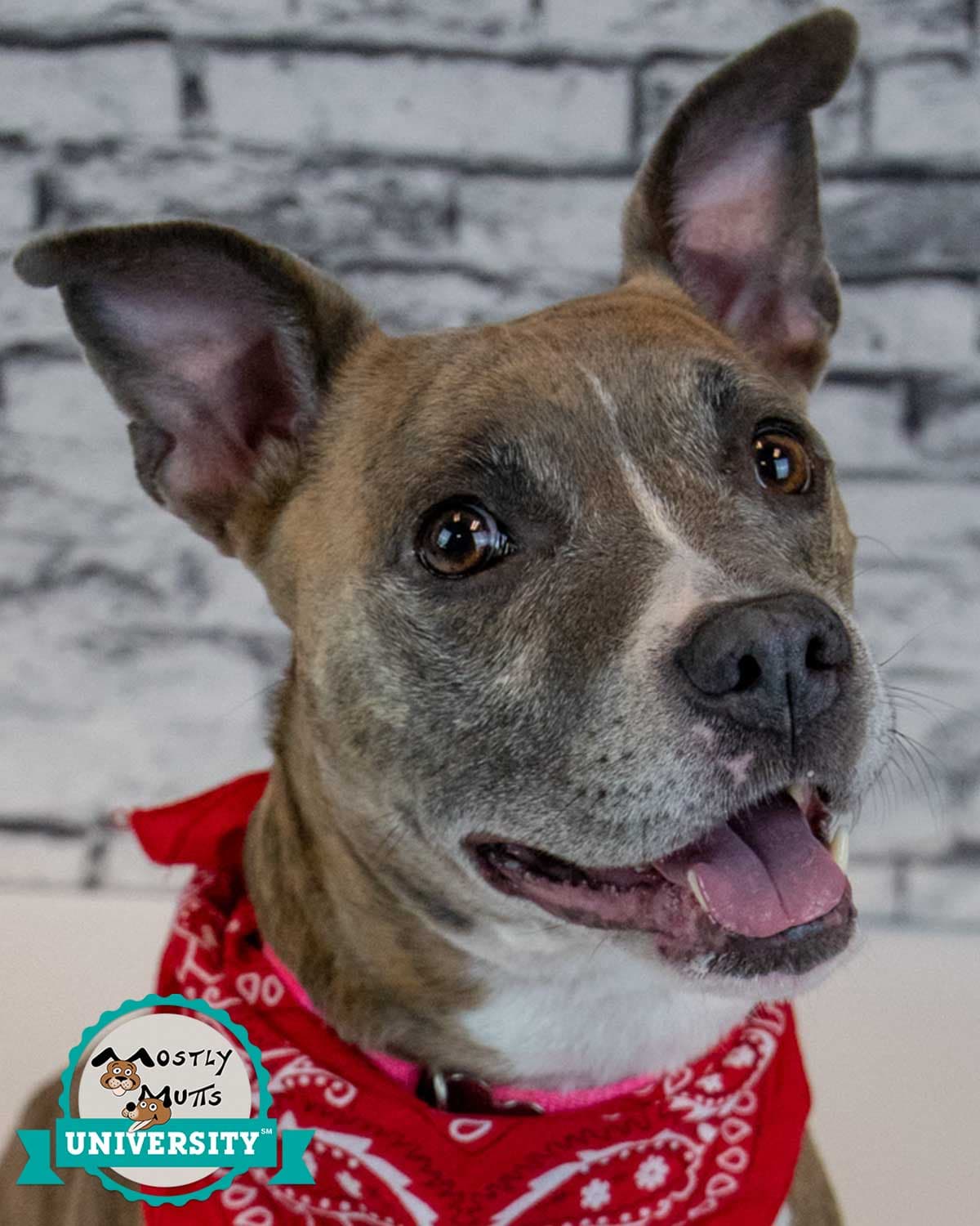 Glynnis - Terrier