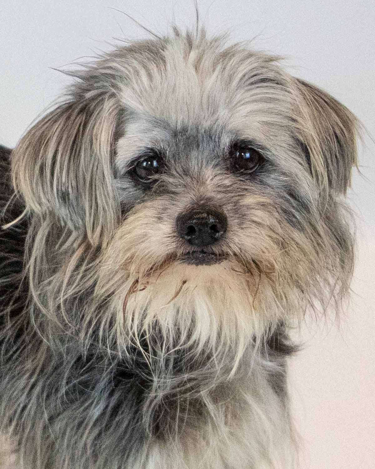 Rae - Terrier
