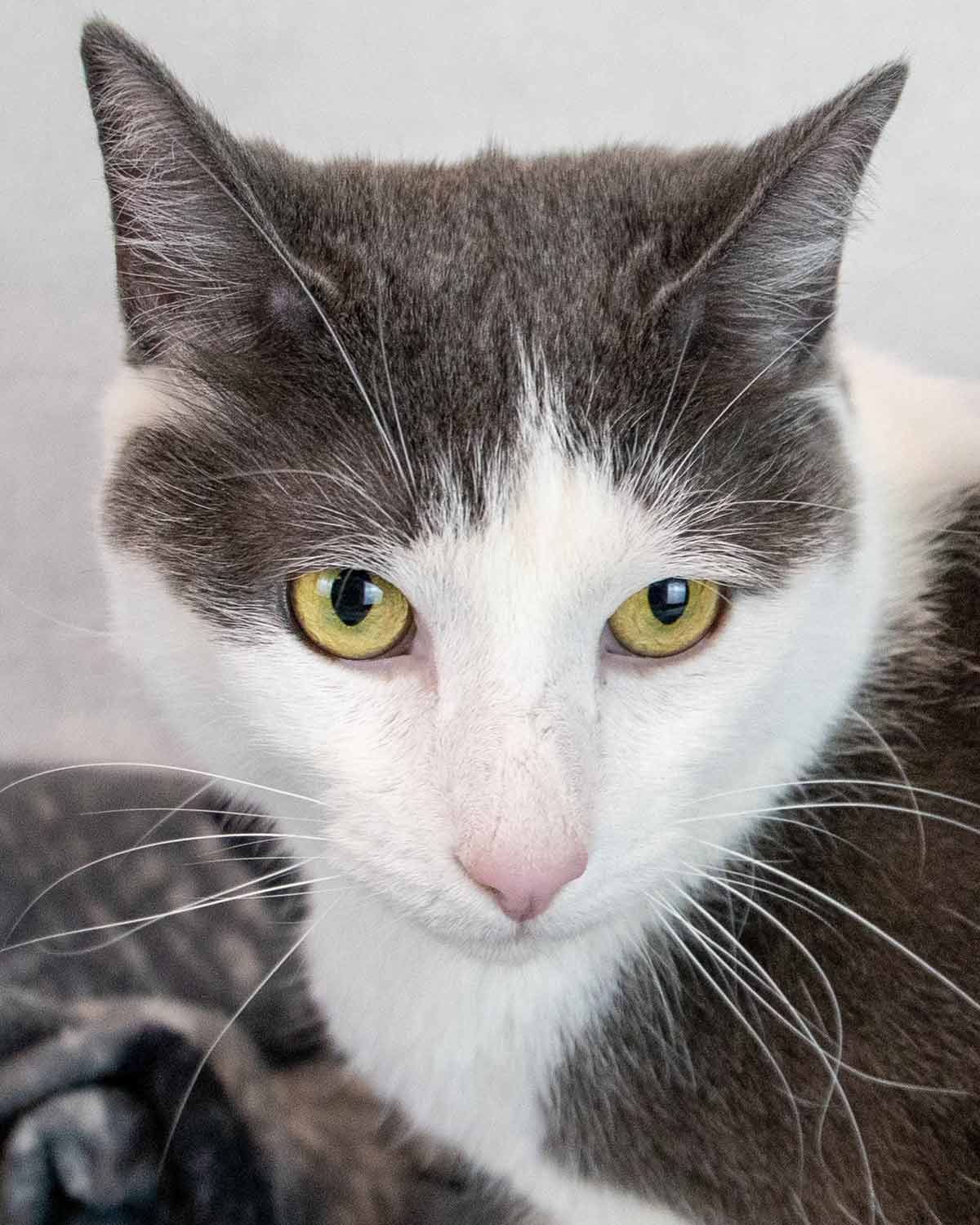 Iceman - Domestic Short Hair