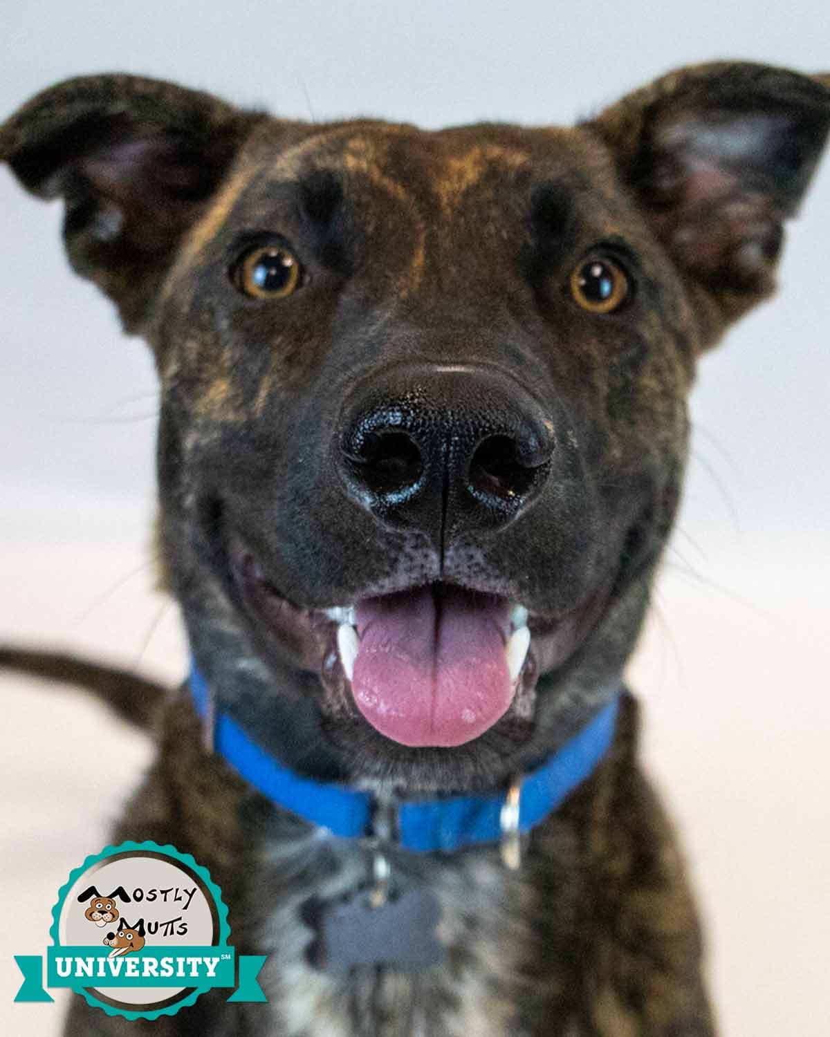 Marshall - Shepherd