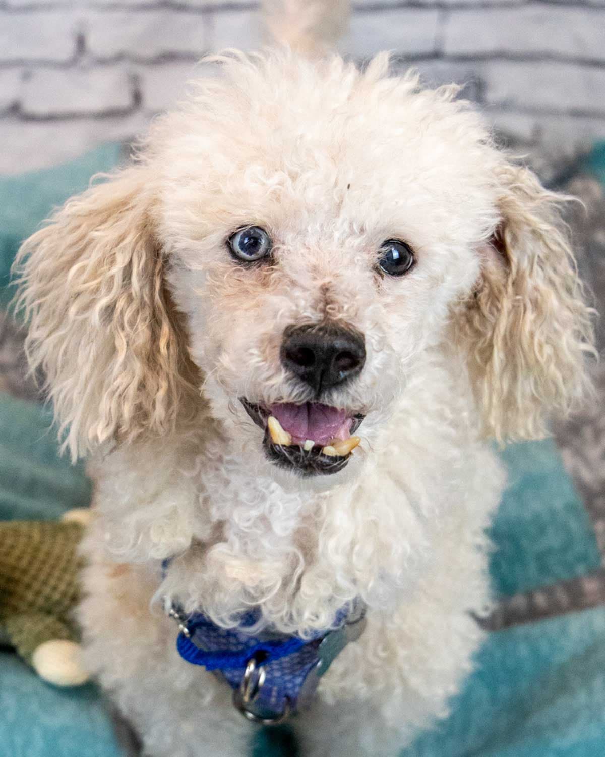 Neo - Bichon Frise
