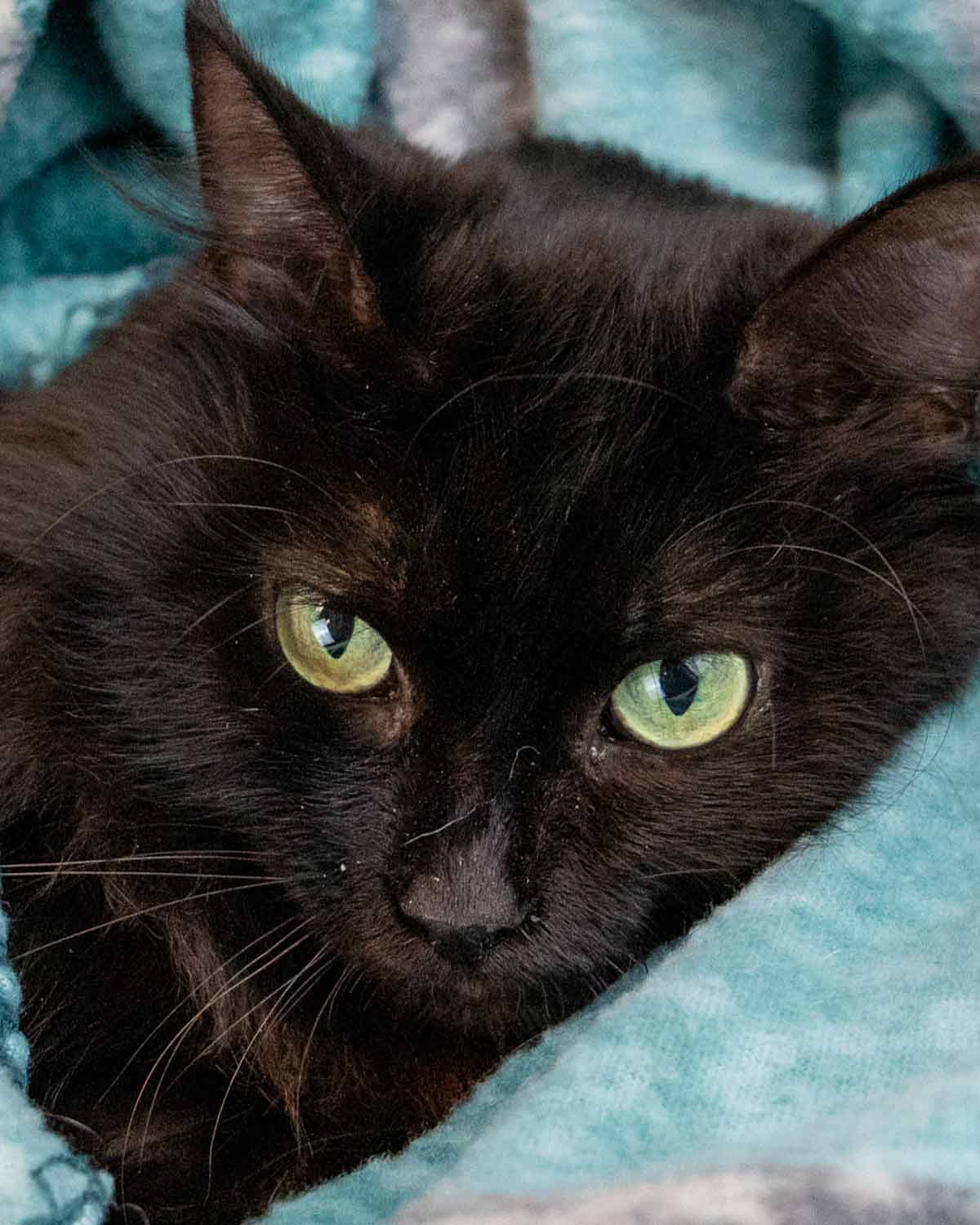 Gaia - Domestic Medium Hair