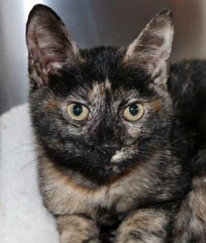 Twiggy - Domestic Short Hair