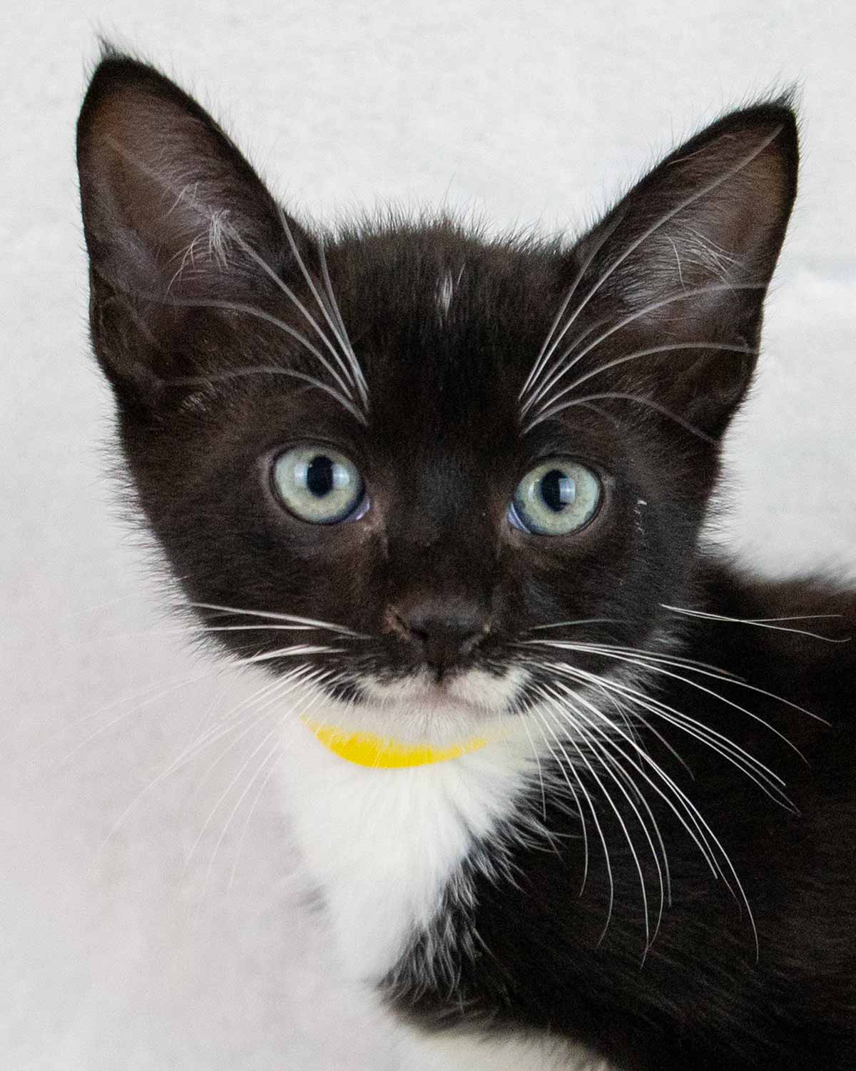 Loafer - Domestic Short Hair