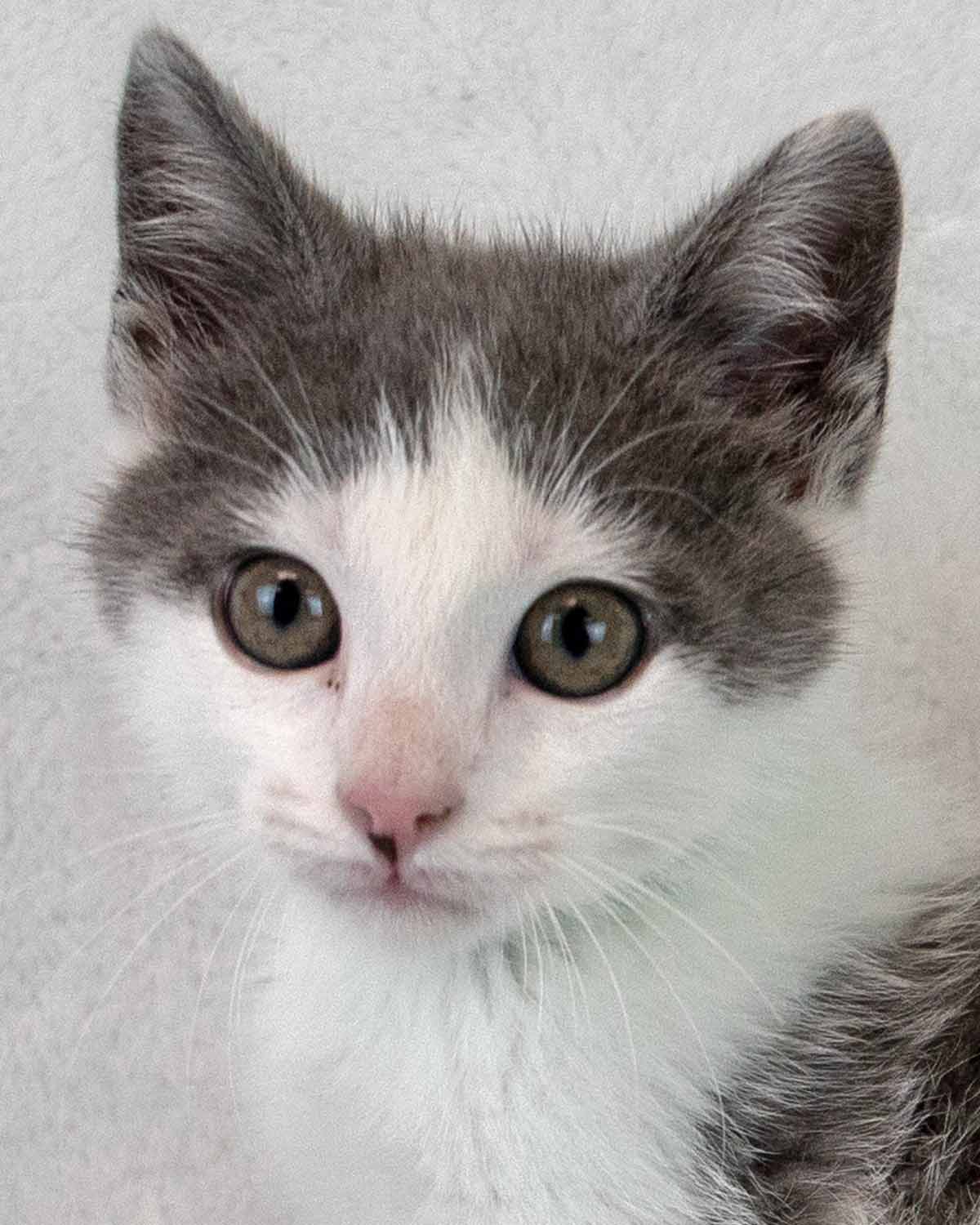 Chuckie - Domestic Short Hair