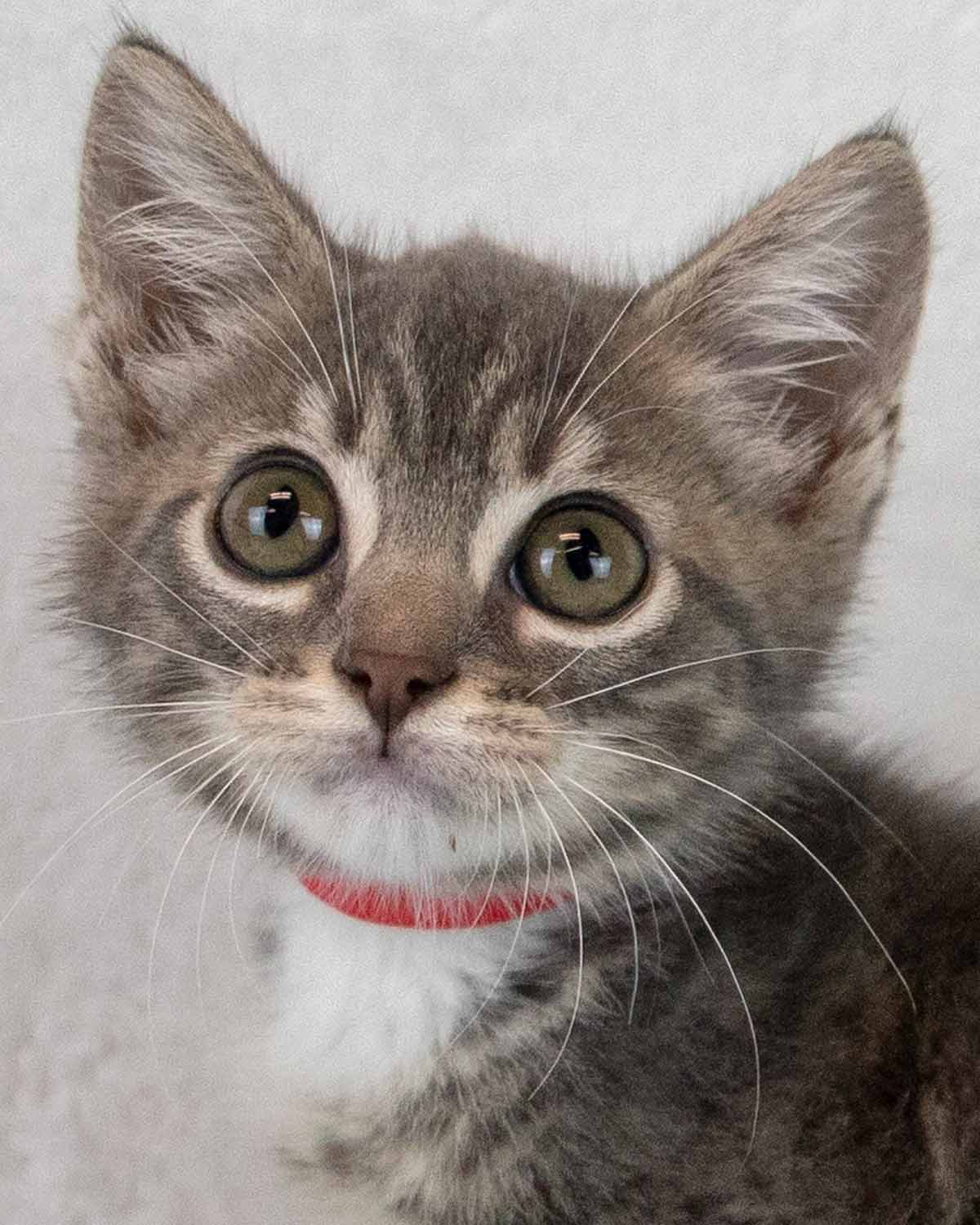 Lil - Domestic Short Hair