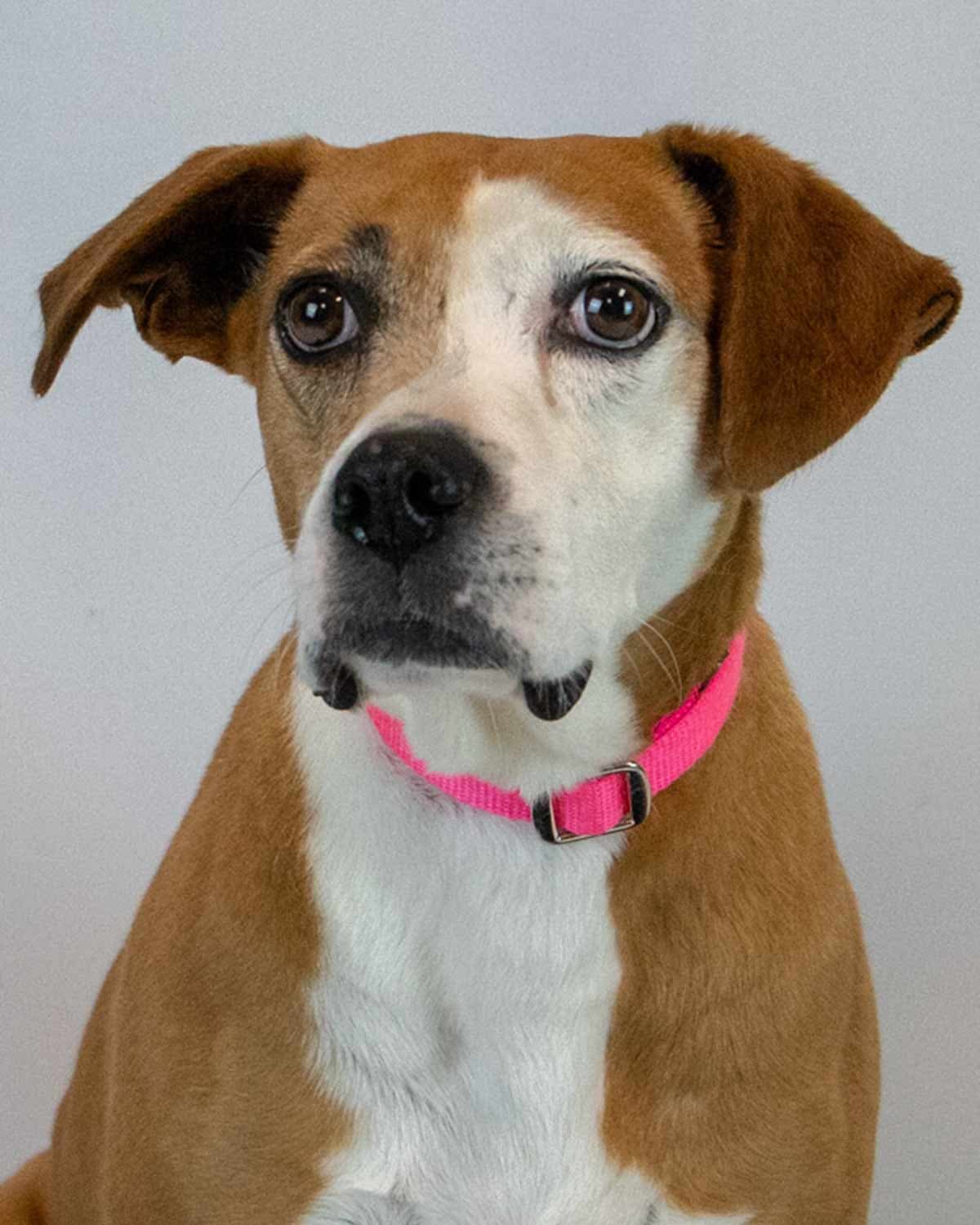 Mama - Hound