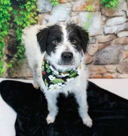 Duchess image 3
